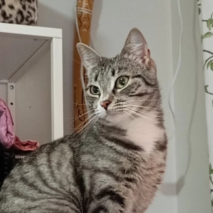 Madeleine, female 3yo Mixed Breed for adoption at Uppsala Katthem, Uppsala