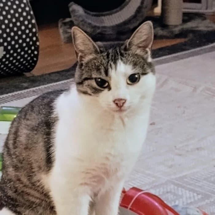 Vickan, female 3yo Mixed Breed for adoption at Uppsala Katthem, Uppsala