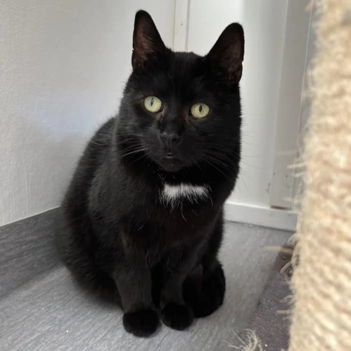 Mowgli, male 7yo Mixed Breed for adoption at Uppsala Katthem, Uppsala