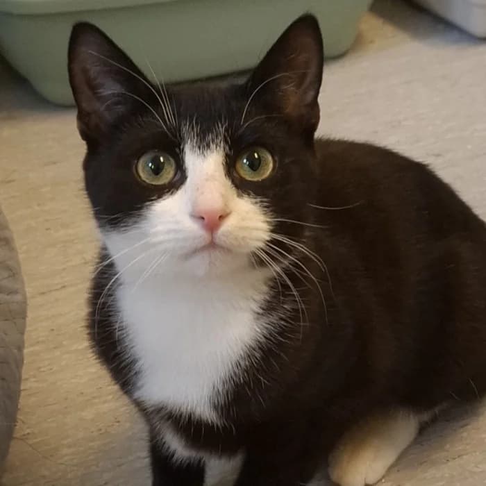 Jessie, female young Mixed Breed for adoption at Uppsala Katthem, Uppsala