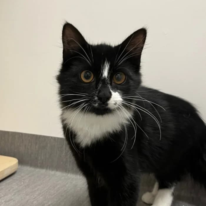 Prussiluskan, female young Mixed Breed for adoption at Uppsala Katthem, Uppsala