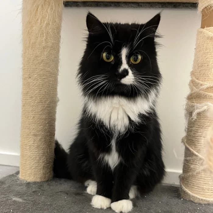 Viktualia, female senior Mixed Breed for adoption at Uppsala Katthem, Uppsala