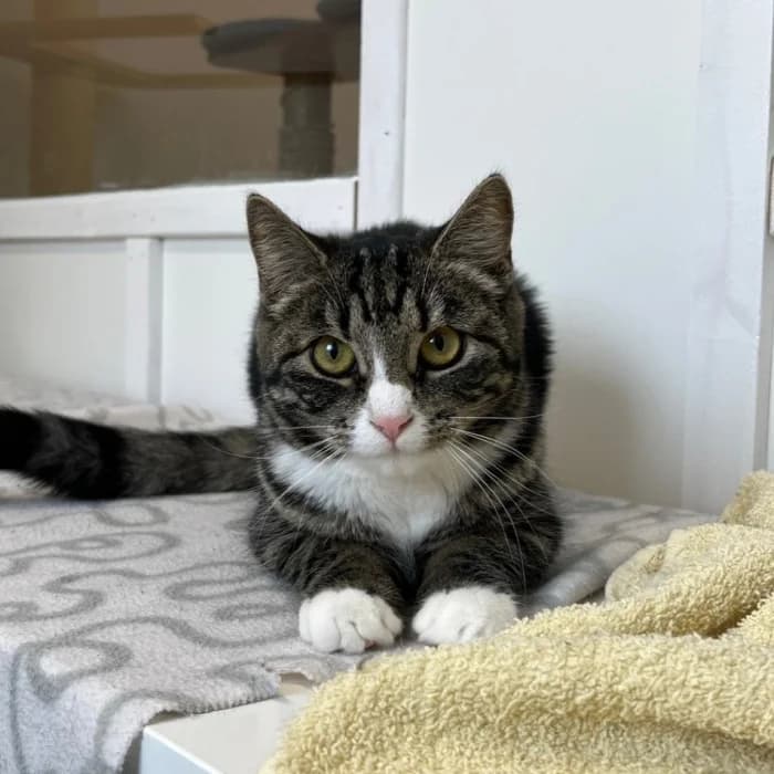 Ursula, female Mixed Breed for adoption at Uppsala Katthem