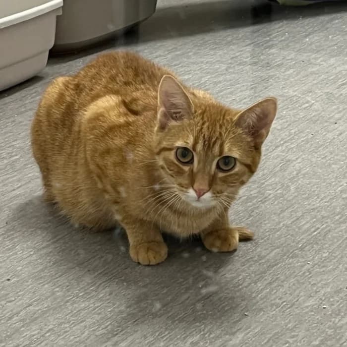 Chips, male young Mixed Breed for adoption at Uppsala Katthem, Uppsala