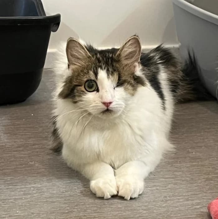 Honung, male young Mixed Breed for adoption at Uppsala Katthem, Uppsala
