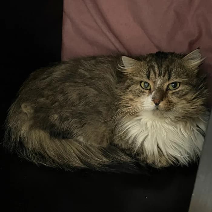 Muscovado, male 5yo Mixed Breed for adoption at Uppsala Katthem, Uppsala