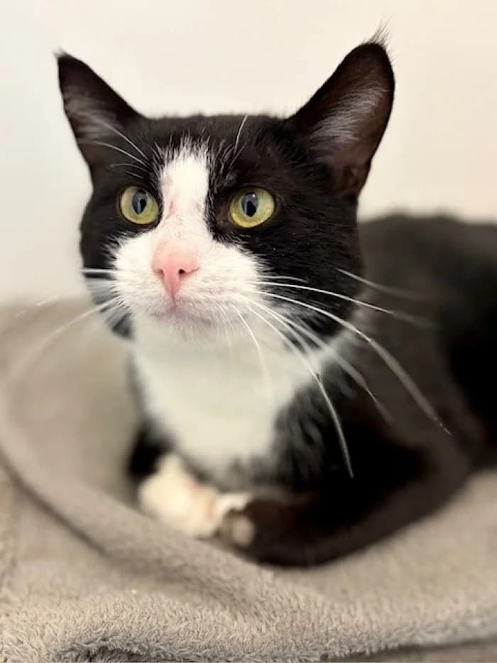 Todd, male 3yo Mixed Breed for adoption at Uppsala Katthem, Uppsala