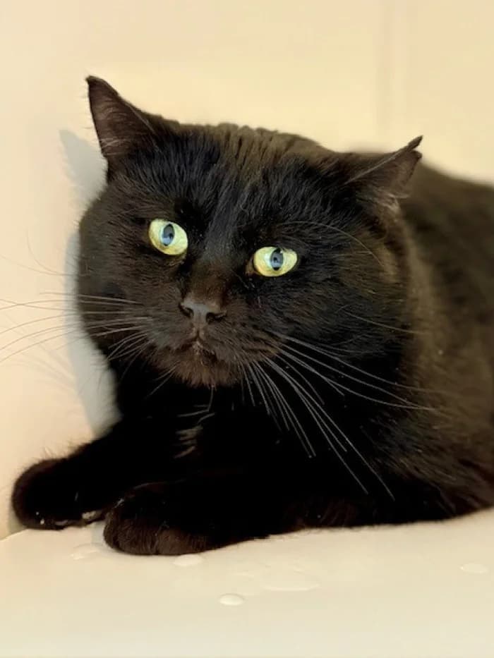 Jam-Erik, male 3yo Mixed Breed for adoption at Uppsala Katthem, Uppsala