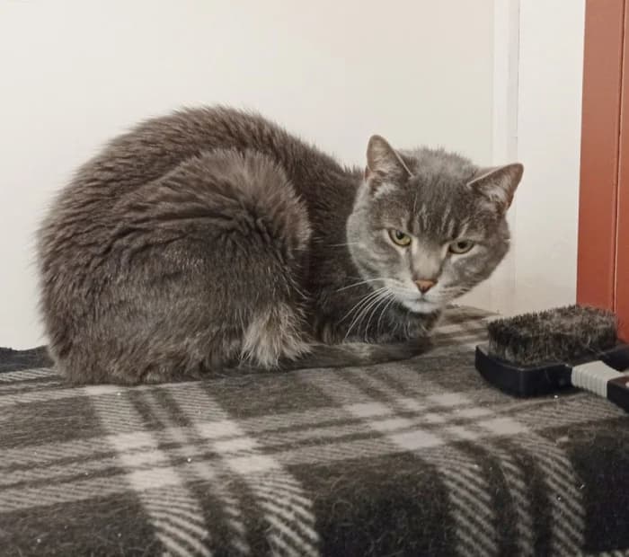 Theo, male senior Mixed Breed for adoption at Uppsala Katthem, Uppsala