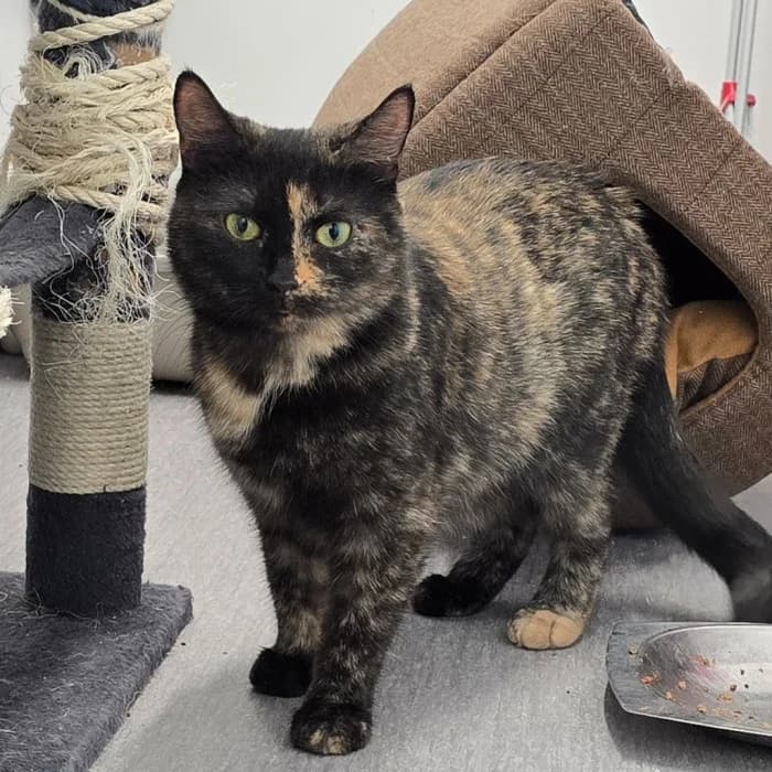 Cheese, female senior Mixed Breed for adoption at Uppsala Katthem, Uppsala
