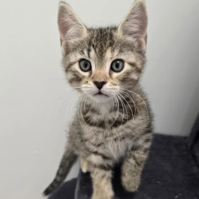 Lily, female Mixed Breed for adoption at Uppsala Katthem, Uppsala