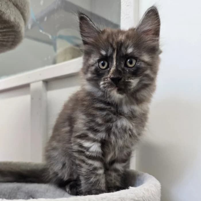Leila, female Mixed Breed for adoption at Uppsala Katthem, Uppsala
