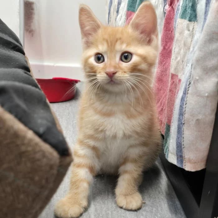 Leron, male Mixed Breed for adoption at Uppsala Katthem, Uppsala