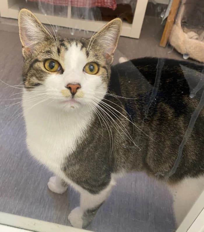 Enzo, male young Mixed Breed for adoption at Uppsala Katthem, Uppsala