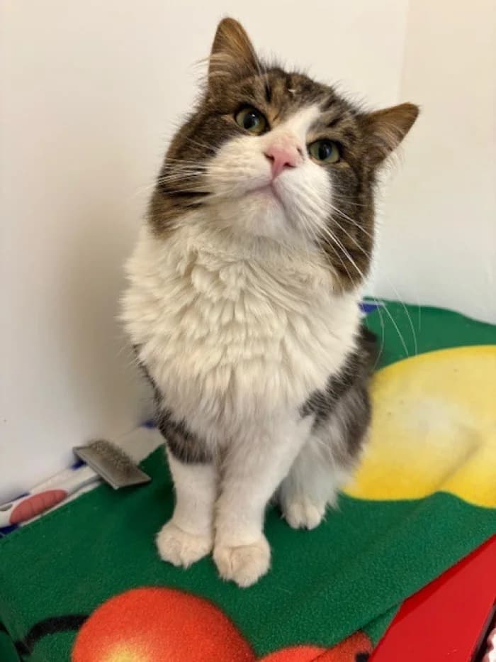 Majlo, male 3yo Mixed Breed for adoption at Uppsala Katthem, Uppsala