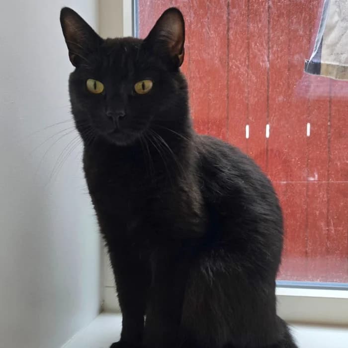 Nella, female young Mixed Breed for adoption at Uppsala Katthem, Uppsala