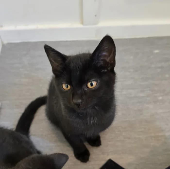 Flint, male Mixed Breed for adoption at Uppsala Katthem, Uppsala