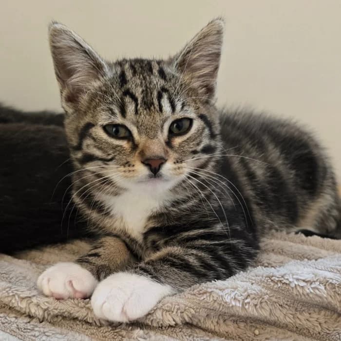 Skimmer, female Mixed Breed for adoption at Uppsala Katthem, Uppsala
