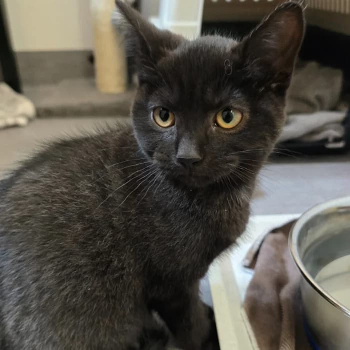 Aska, female Mixed Breed for adoption at Uppsala Katthem, Uppsala