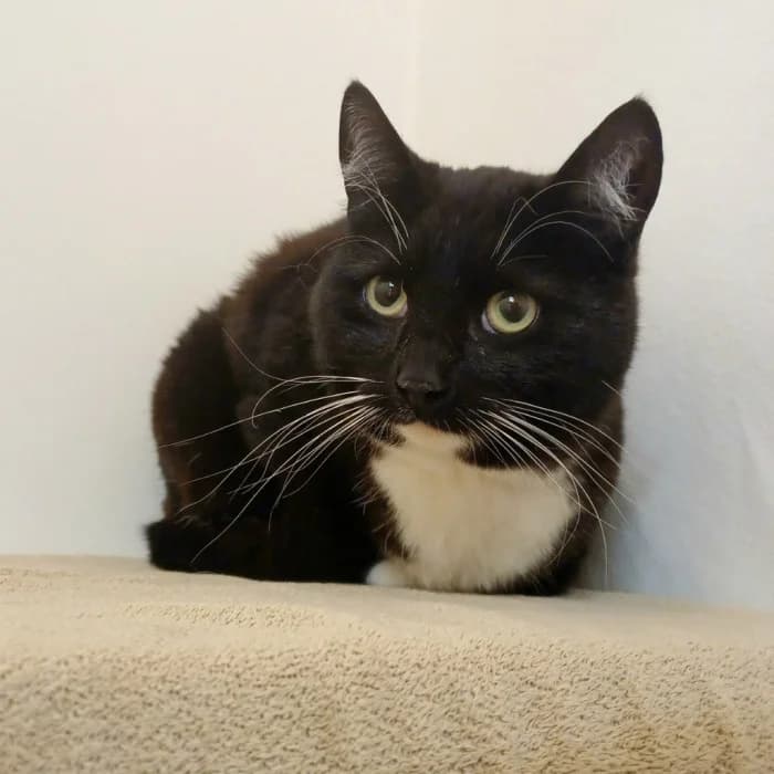 Pepsin, female 4yo Mixed Breed for adoption at Uppsala Katthem, Uppsala