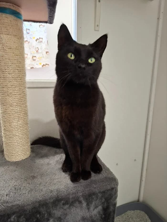 Assar, male 7yo Mixed Breed for adoption at Uppsala Katthem, Uppsala