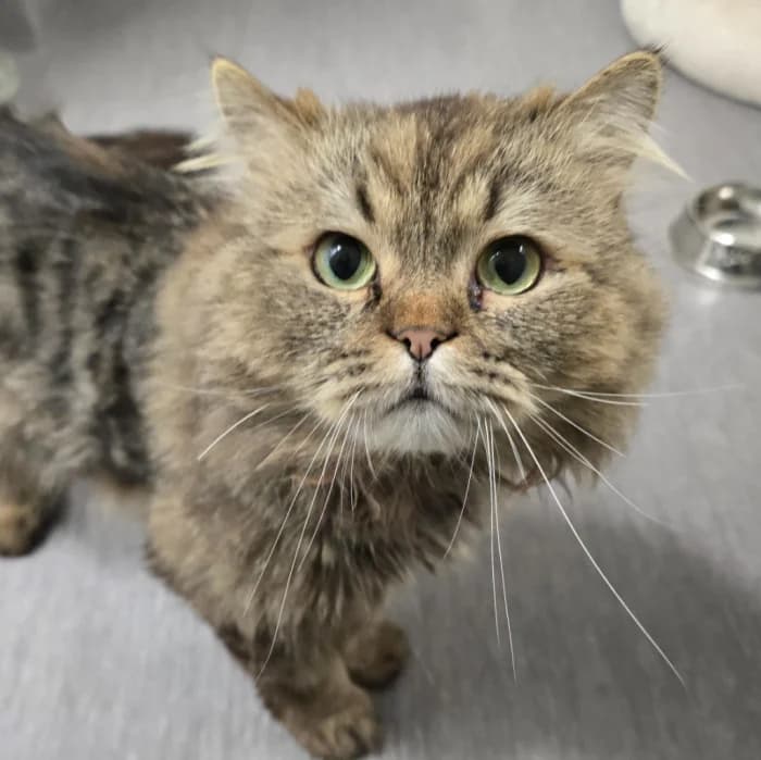 Kaktus, Mixed Breed (Uppsala Katthem)