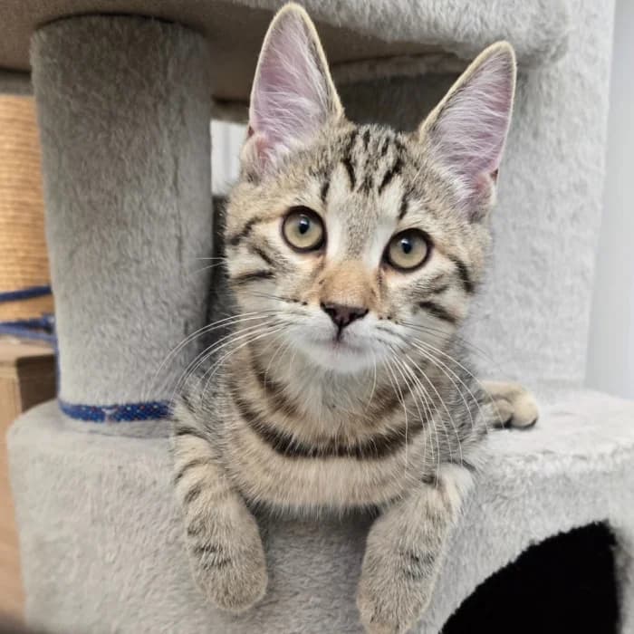 Chai, male Mixed Breed for adoption at Uppsala Katthem, Uppsala