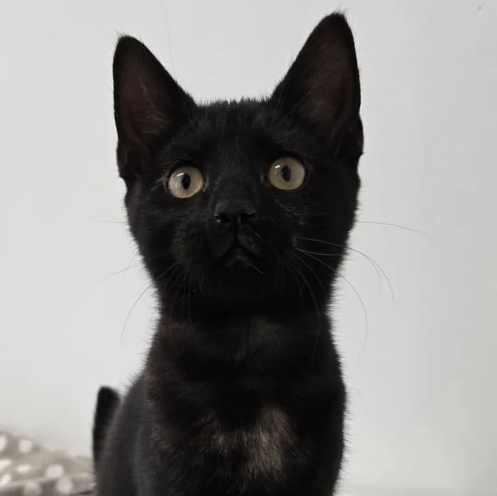 Chada, female Mixed Breed for adoption at Uppsala Katthem, Uppsala