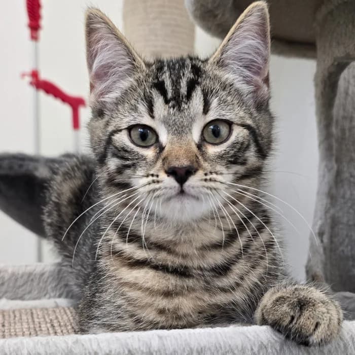 Malee, gra female Mixed Breed for adoption at Uppsala Katthem, Uppsala