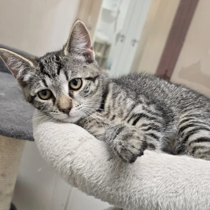 Malai, female Mixed Breed for adoption at Uppsala Katthem, Uppsala