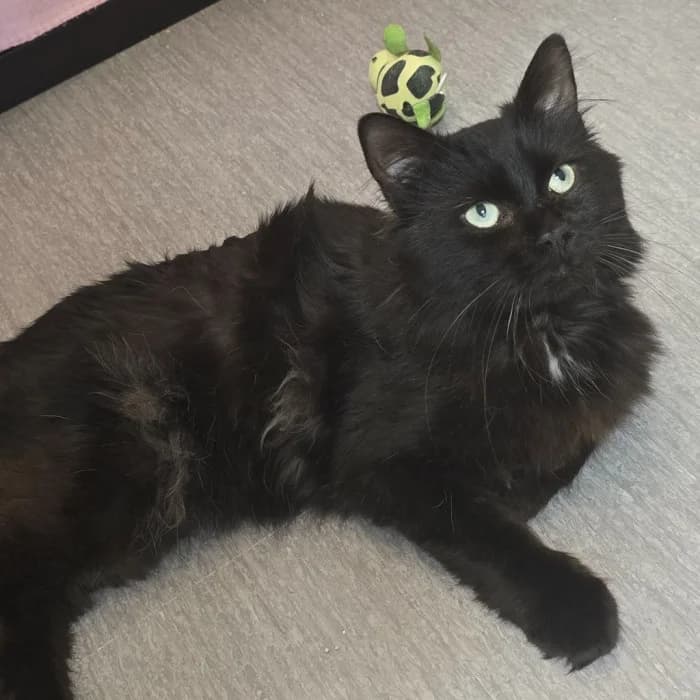 Chicko, male 4yo Mixed Breed for adoption at Uppsala Katthem, Uppsala