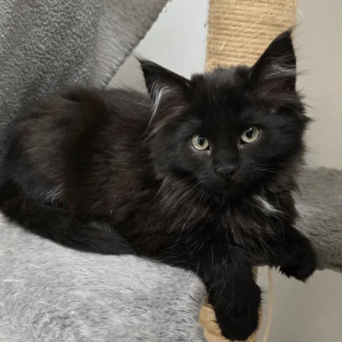 Pad Thai, vit female Mixed Breed for adoption at Uppsala Katthem, Uppsala