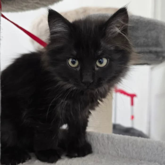 Som Tam, female Mixed Breed for adoption at Uppsala Katthem, Uppsala