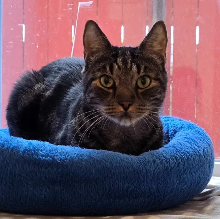 Bosse, male senior Mixed Breed for adoption at Uppsala Katthem, Uppsala