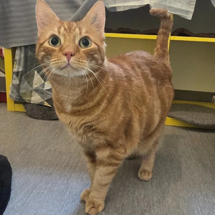 Sebbe, male senior Mixed Breed for adoption at Uppsala Katthem, Uppsala
