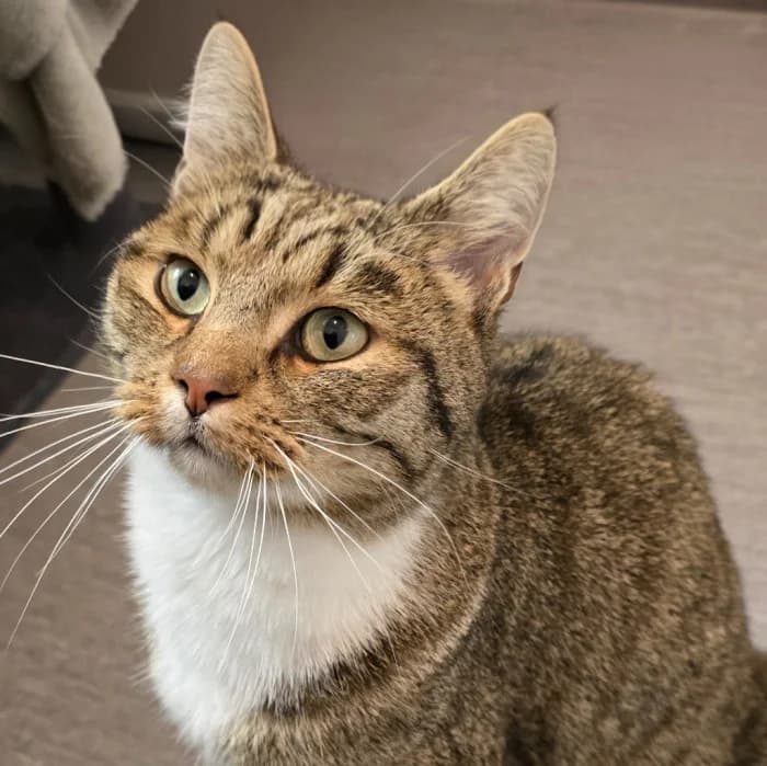 Dexter, male 4yo Mixed Breed for adoption at Uppsala Katthem, Uppsala
