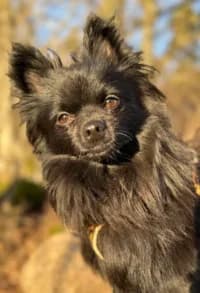 Sixten, female 7yo Mixed Breed for adoption at Hundstallet, Stockholm
