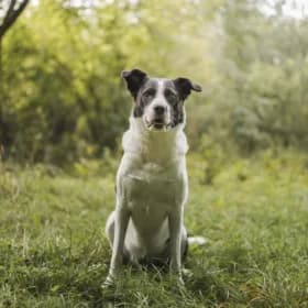 Zorba, female young Mixed Breed for adoption at Hundstallet, Stockholm