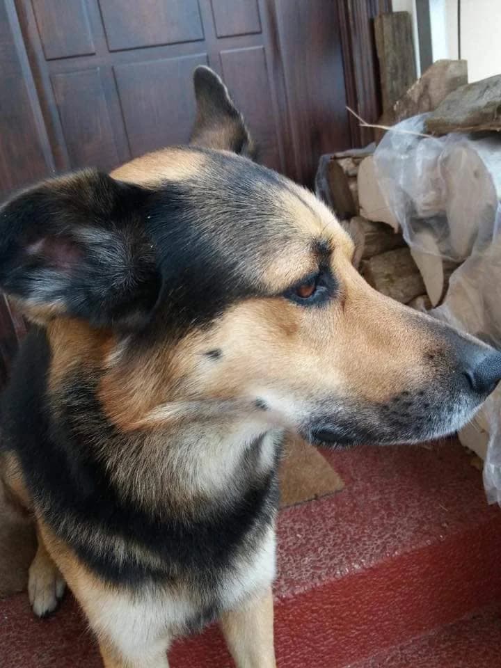 Aron,  6yo Mixed Breed for adoption at Društvo za dobrobit živali Anima, Miklavž na Dravskem polju