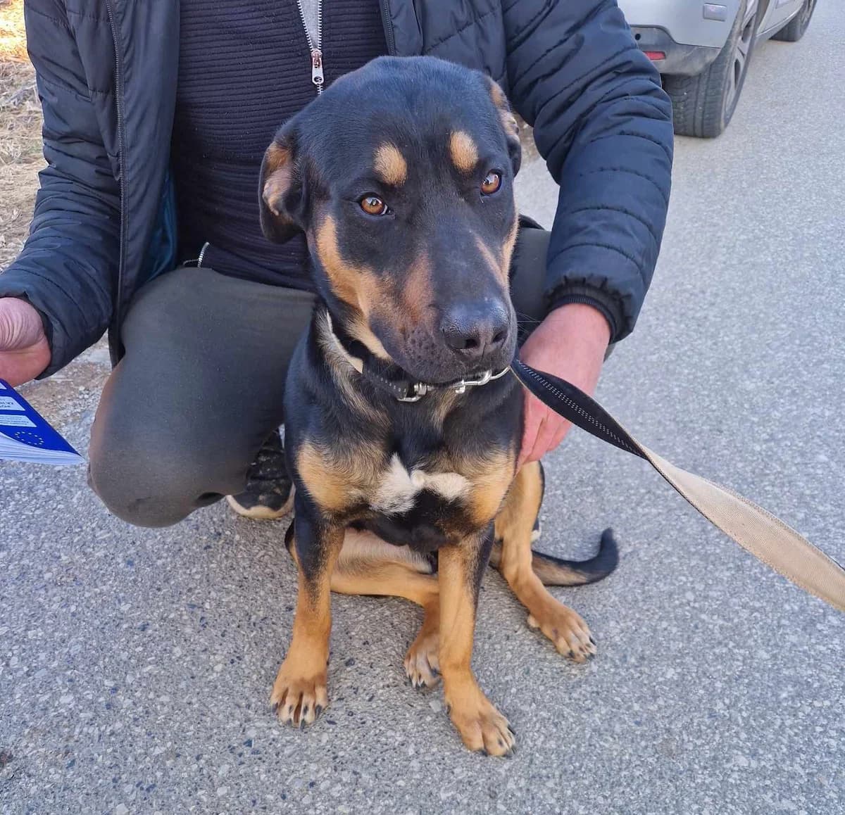 Pika,  young Mixed Breed for adoption at Društvo za dobrobit živali Anima, Miklavž na Dravskem polju