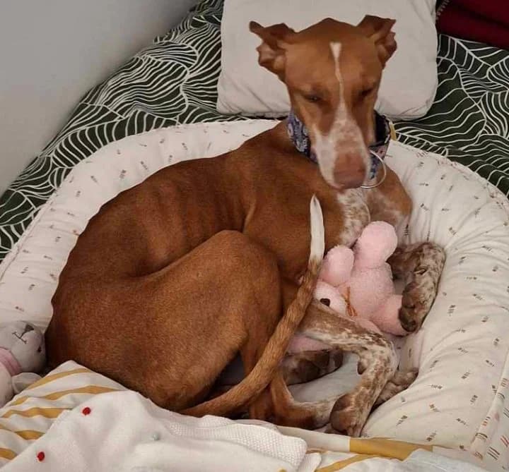 Amber,  Mixed Breed for adoption at Društvo za dobrobit živali Anima, Miklavž na Dravskem polju