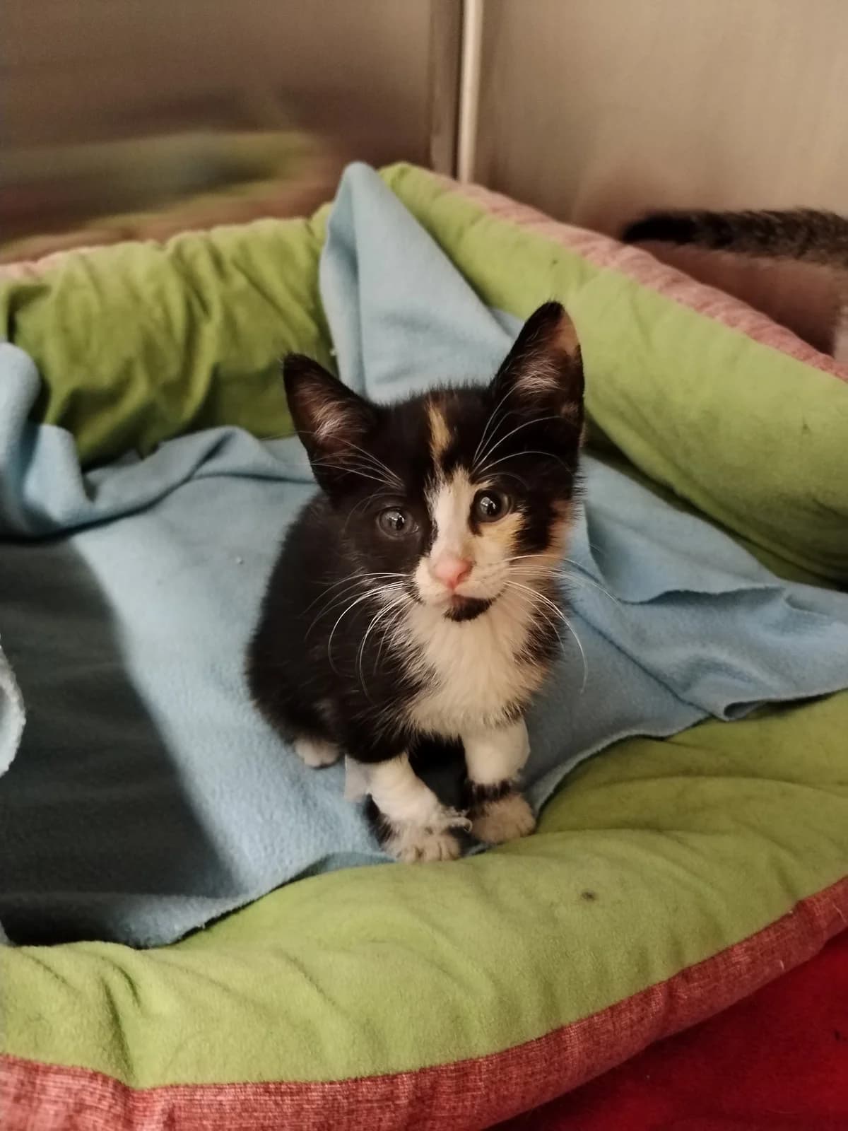 Coffie in Aisha,  Mixed Breed for adoption at Društvo za dobrobit živali Anima, Miklavž na Dravskem polju