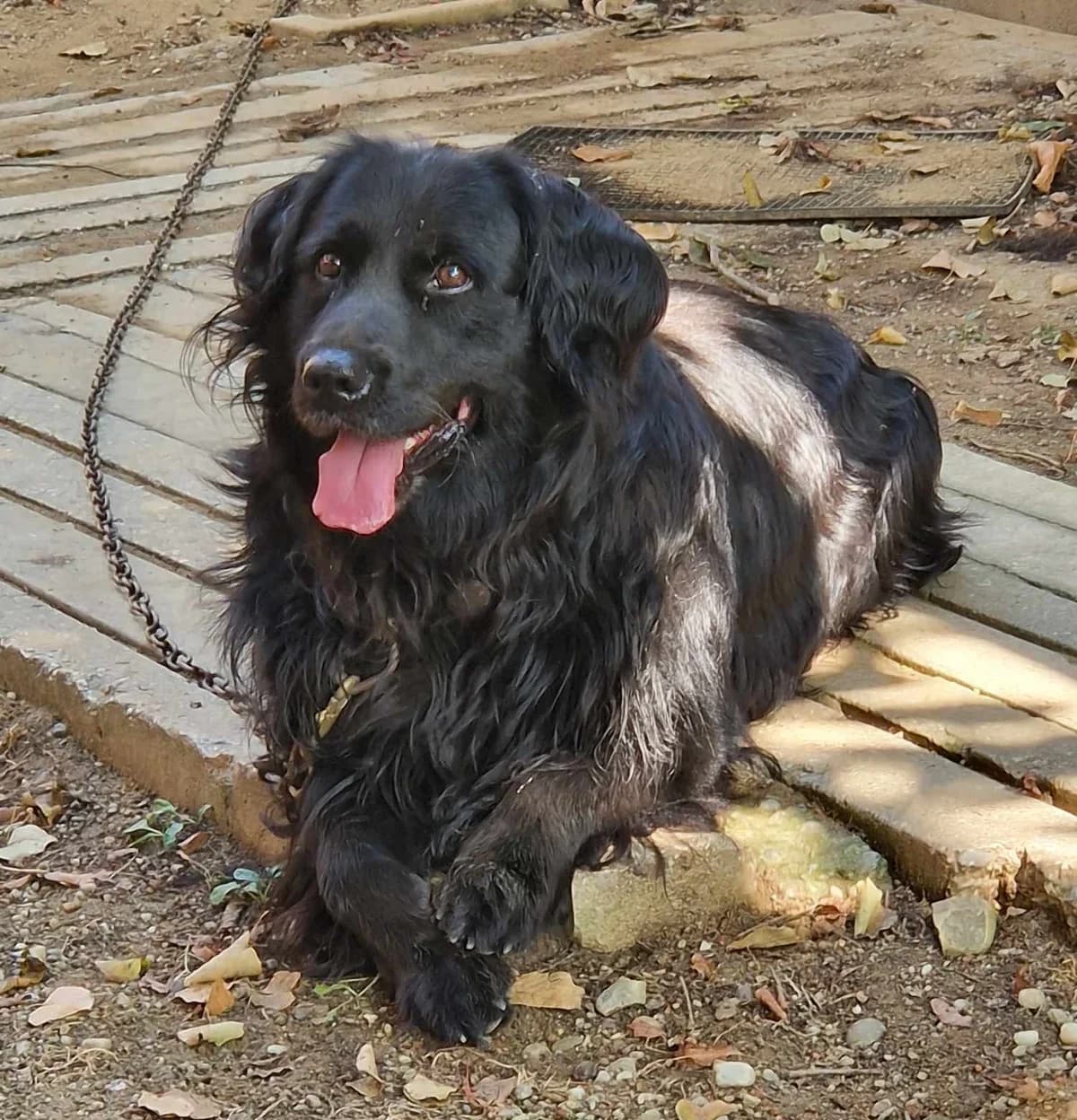 Riki,  young Mixed Breed for adoption at Društvo za dobrobit živali Anima, Miklavž na Dravskem polju