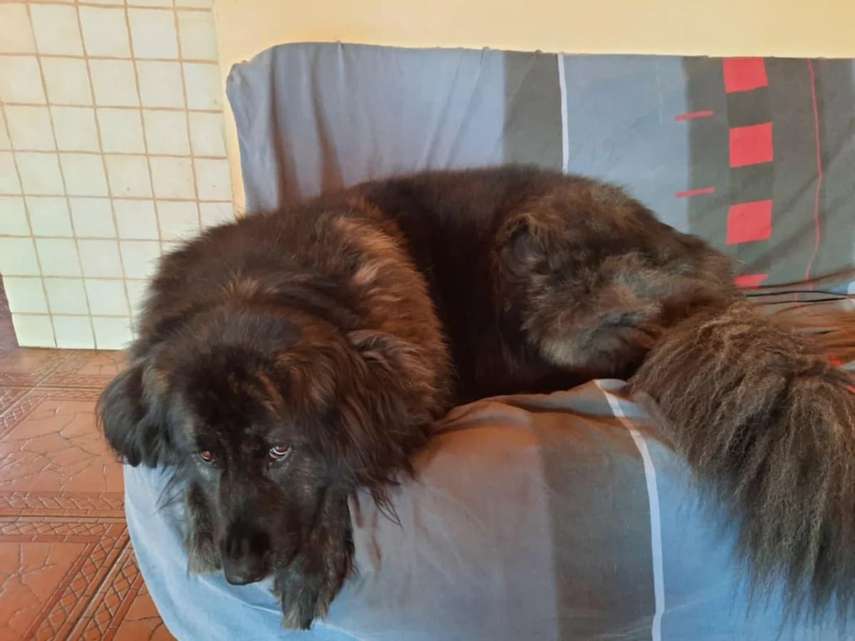 Freya,  young Mixed Breed for adoption at Društvo za dobrobit živali Anima, Miklavž na Dravskem polju