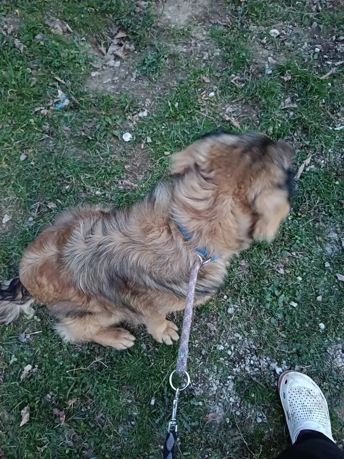 Beni,  young Mixed Breed for adoption at Društvo za dobrobit živali Anima, Miklavž na Dravskem polju