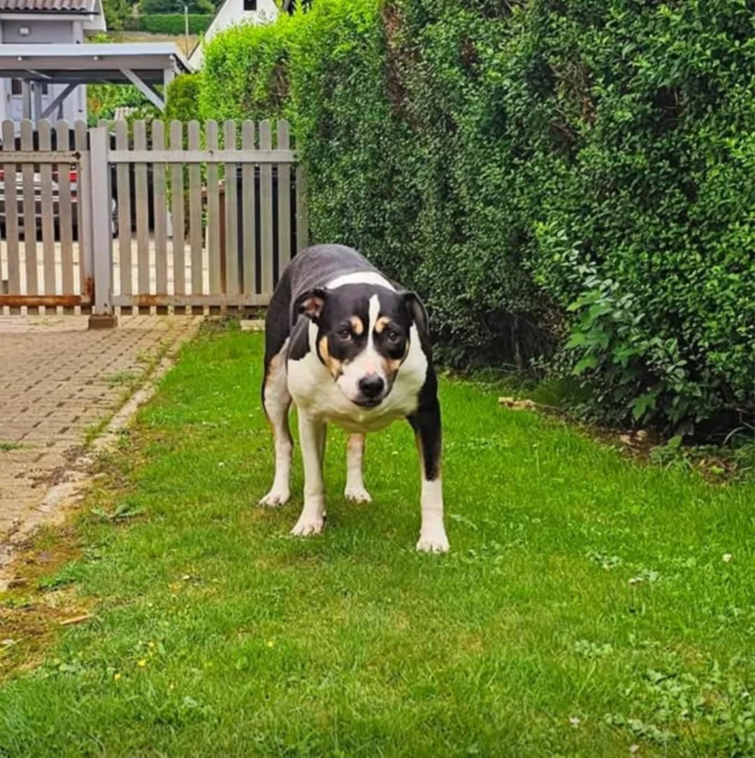 Sammy,  Mixed Breed for adoption at Društvo za dobrobit živali Anima, Miklavž na Dravskem polju