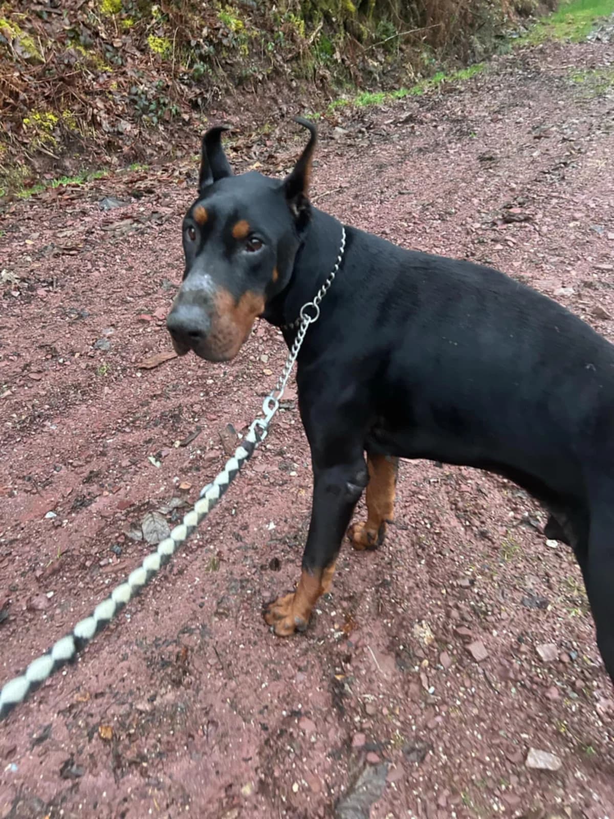 Gin,  young Mixed Breed for adoption at Društvo za dobrobit živali Anima, Miklavž na Dravskem polju