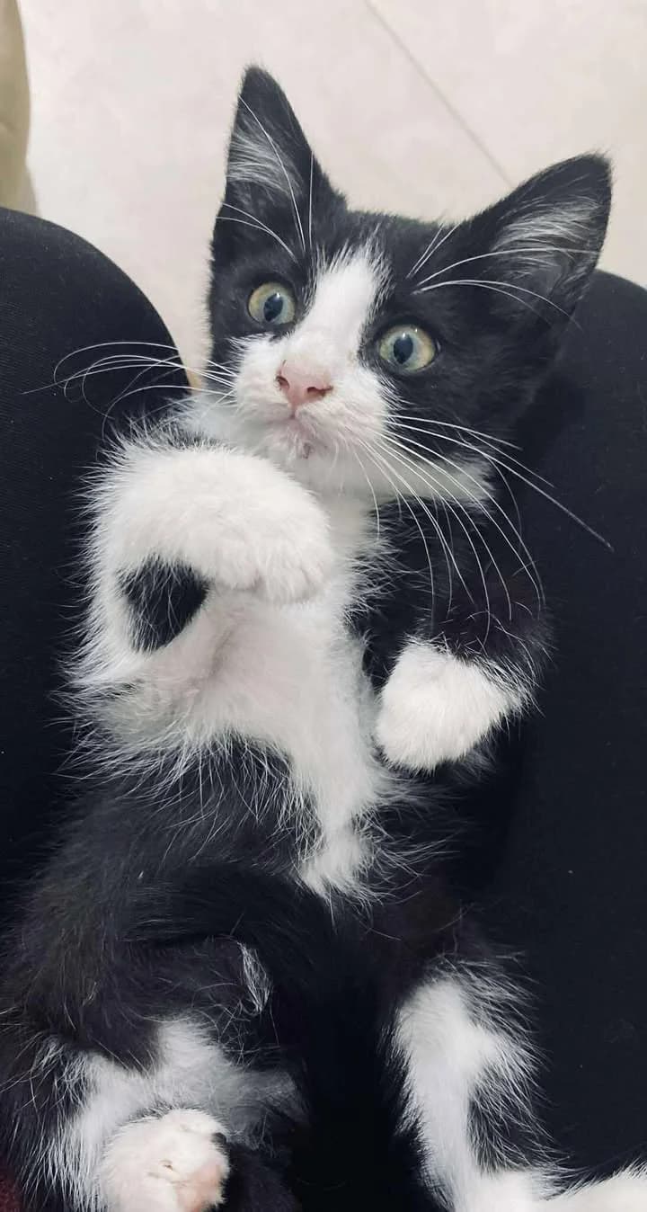 Miro,  young Mixed Breed for adoption at Društvo za dobrobit živali Anima, Miklavž na Dravskem polju