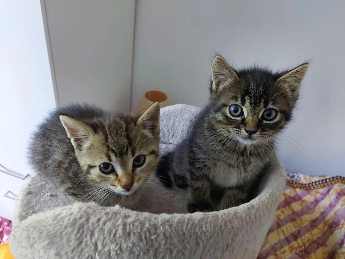 Milena, Tuttu Frutti, Kiki Riki,  Mixed Breed for adoption at Društvo za dobrobit živali Anima, Miklavž na Dravskem polju