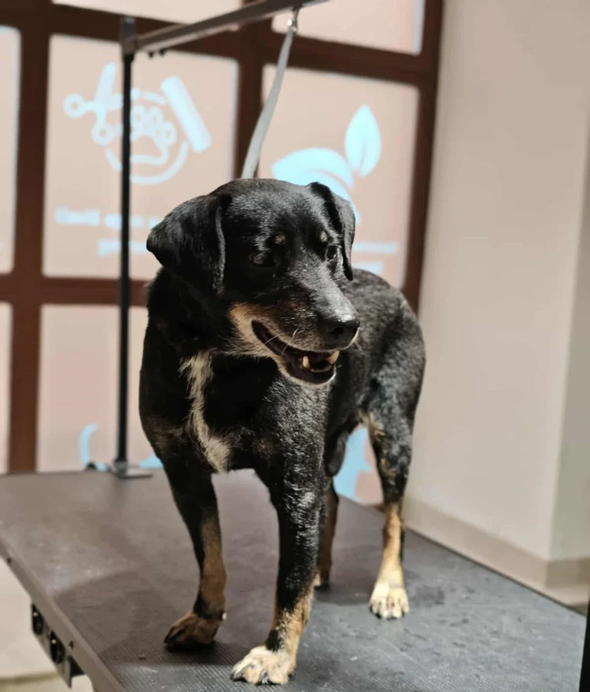 Piki, male Mixed Breed for adoption at Društvo za dobrobit živali Anima, Miklavž na Dravskem polju